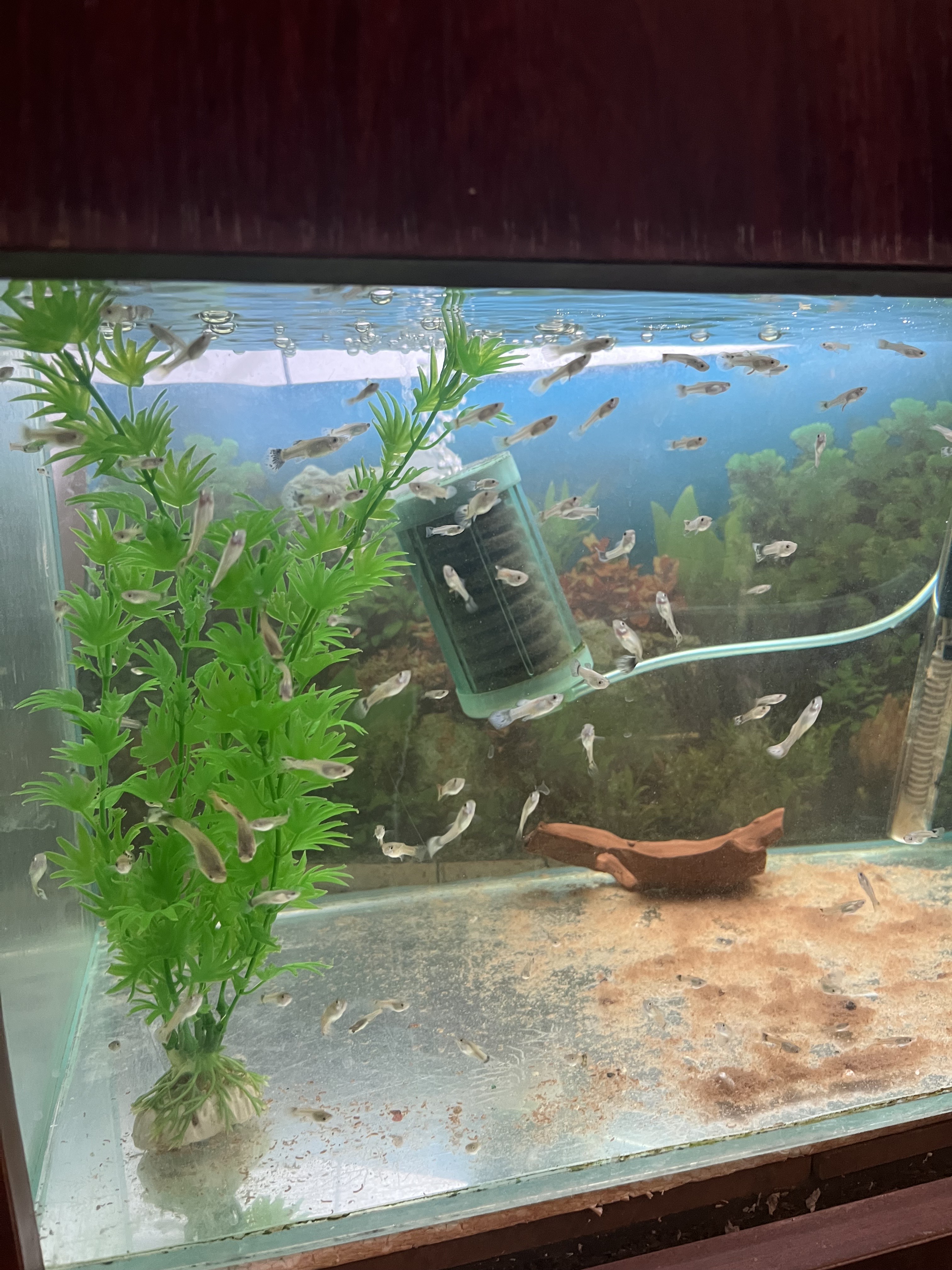 Színpompás díszhalak