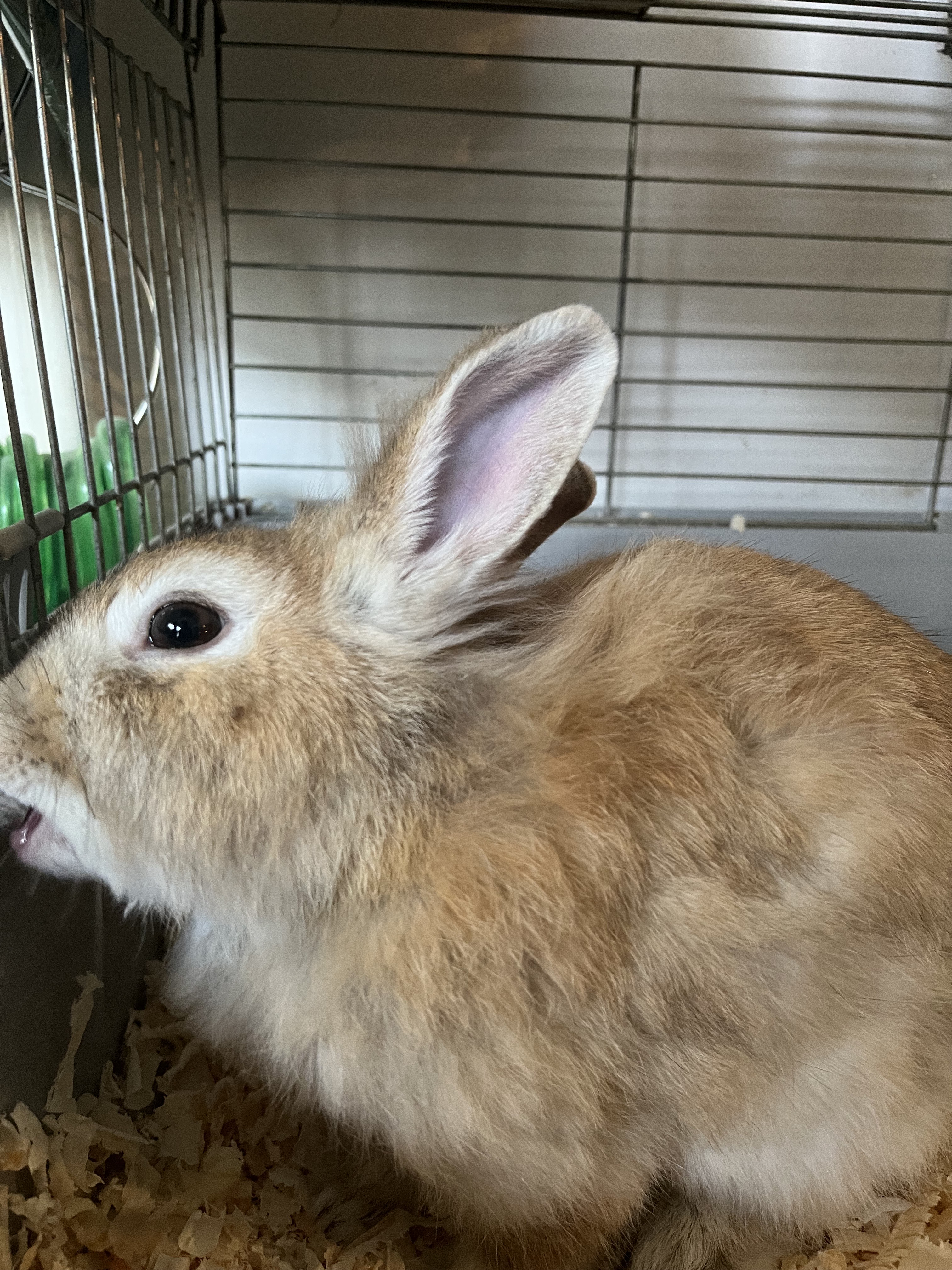 Kisemlősök és rágcsálók