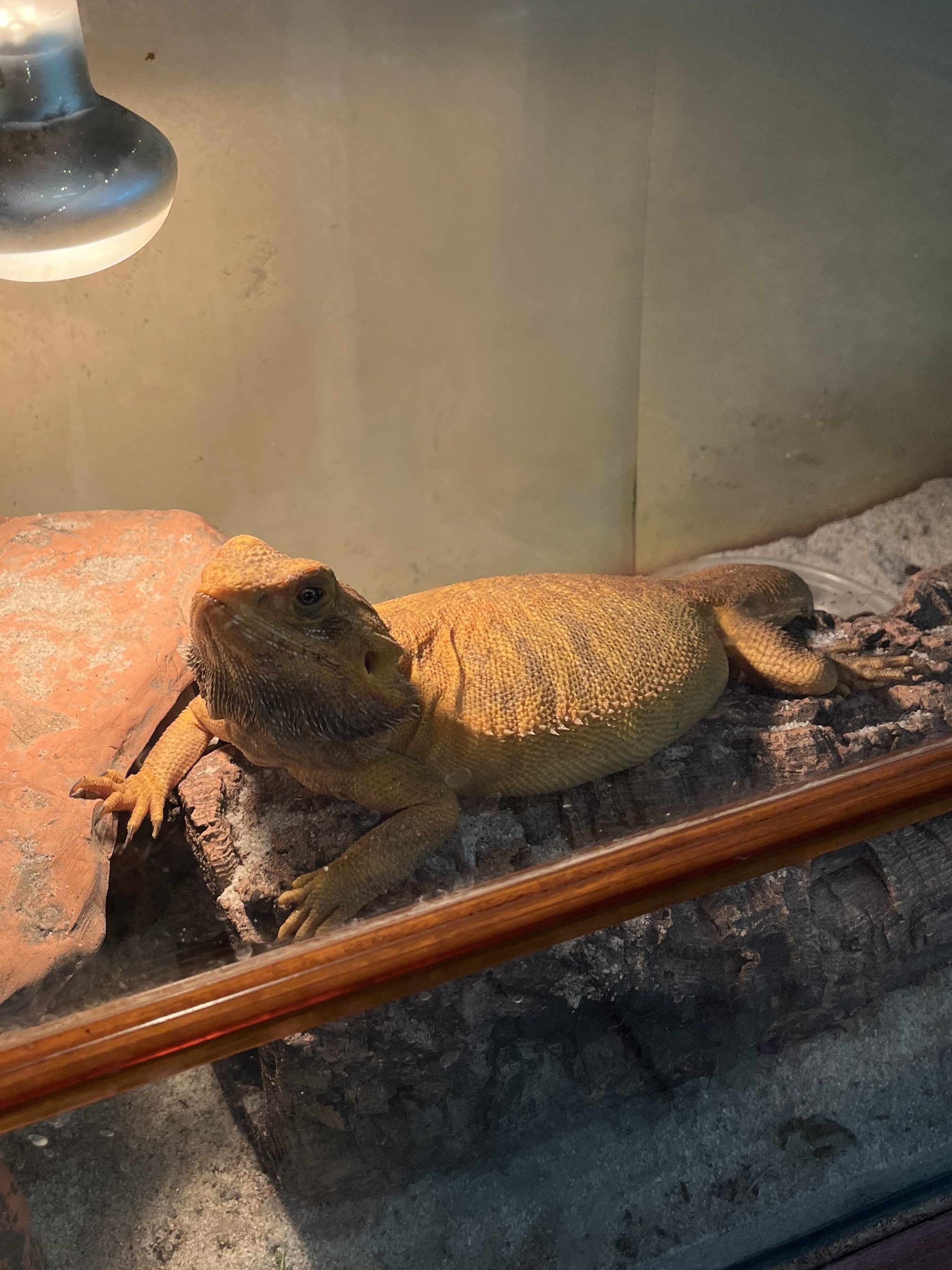 Különleges hüllők